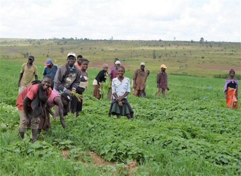 Camponeses Em Benguela Aprendem T Cnicas De Cultivo Para Intensificar